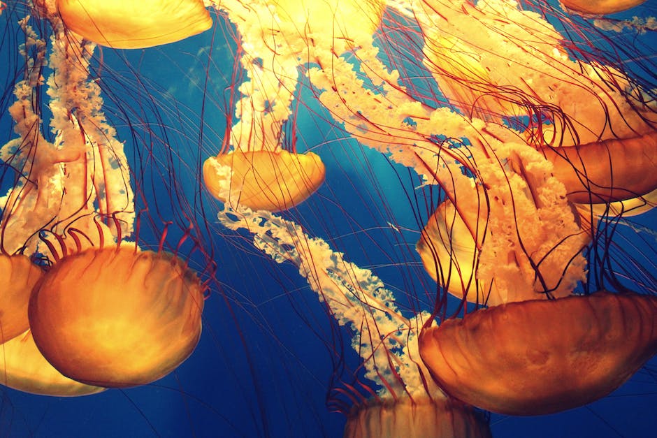 jellyfish cbd strain review_1